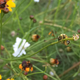 Illustration for article titled Native bees are better pollinators than honeybees.